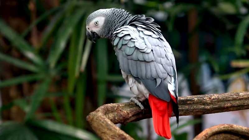 Congo grey parrot