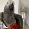 Sarah - African Grey Parrot for sale