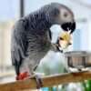 Royce - African Grey Parrot for Sale