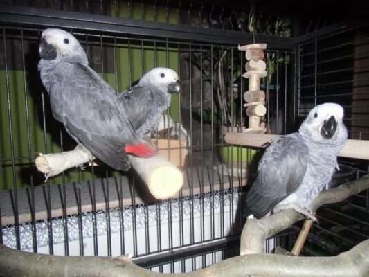FACTS ABOUT AFRICAN GREY PARROTS