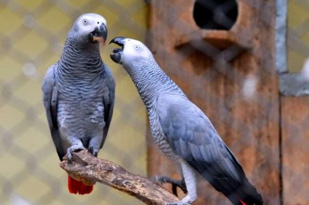 Best Pet Parrots for Beginners