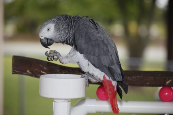 Parrot Eating Food